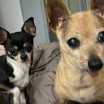 Is Puppy Love Enough To Sustain Me? (New Years Eve)